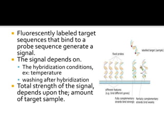  Fluorescently labeled target
sequences that bind to a
probe sequence generate a
signal.
 The signal depends on.
 The hybridization conditions,
ex: temperature
 washing after hybridization
 Total strength of the signal,
depends upon the; amount
of target sample.
 