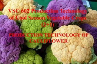VSC 602 Production Technology
of Cool Season Vegetable Crops
(2+1)
PRODUCTION TECHNOLOGY OF
CAULIFLOWER
 