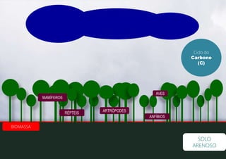 SOLO
ARENOSO
BIOMASSA
AVES
MAMÍFEROS
RÉPTEIS
ANFÍBIOS
ARTRÓPODES
Ciclo do
Carbono
(C)
 
