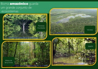 Bioma amazônico guarda
um grande conjunto de
ecossistemas
http://brasilescola.uol.com.br/brasil/a-regiao-norte-abriga-amazonia.htm
Florestas
Inundadas
Matas de
Terra Firme
http://professormarcianodantas.blogspot.com.br/2012/06/o-complexo-regional-da-amazonia.html
Várzeas
http://meioambiente.culturamix.com/ecologia/matas-de-varzea
Igapós
https://www.infoescola.com/biomas/igapo/
http://meioambiente.culturamix.com/ecologia/matas-de-varzea
 
