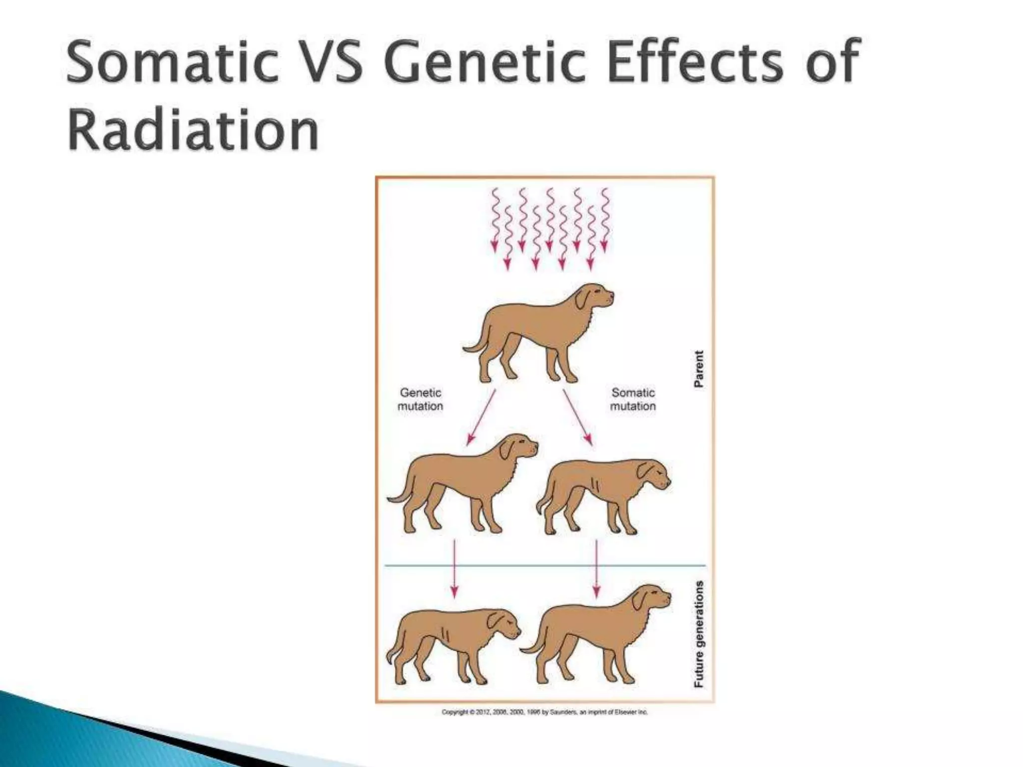 Basic Biological effects of Radiation | PPTX
