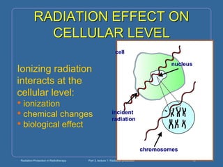 Radiation Protection in Radiotherapy Part 3, lecture 1: Radiation protection 19
RADIATION EFFECT ON
CELLULAR LEVEL
Ionizing radiation
interacts at the
cellular level:
• ionization
• chemical changes
• biological effect
cell
nucleus
chromosomes
incident
radiation
 