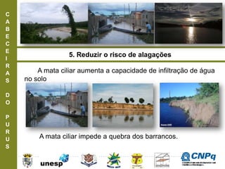 C
A
B
E
C
E
I
R
A
S
D
O
P
U
R
U
S
5. Reduzir o risco de alagações
A mata ciliar aumenta a capacidade de infiltração de água
no solo
A mata ciliar impede a quebra dos barrancos.
ConselhoNacionaldeDesenvolvimento
CientíficoeTecnológico
 