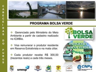 C
A
B
E
C
E
I
R
A
S
D
O
P
U
R
U
S
 Gerenciado pelo Ministério do Meio
Ambiente a partir de cadastro realizado
no ICMBio.
 Visa remunerar o produtor residente
em Reserva Extrativista e na mata ciliar.
 Cada produtor recebe R$ 300,00
(trezentos reais) a cada três meses.
ConselhoNacionaldeDesenvolvimento
CientíficoeTecnológico
 
