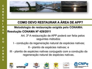 C
A
B
E
C
E
I
R
A
S
D
O
P
U
R
U
S
Metodologia de restauração exigida pelo CONAMA:
Resolução CONAMA Nº 429/2011
Art. 3º A restauração de APP poderá ser feita pelos
seguintes métodos:
I - condução da regeneração natural de espécies nativas;
II - plantio de espécies nativas; e
III - plantio de espécies nativas conjugado com a condução da
regeneração natural de espécies nativas.
ConselhoNacionaldeDesenvolvimento
CientíficoeTecnológico
 