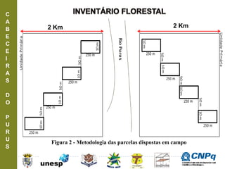 C
A
B
E
C
E
I
R
A
S
D
O
P
U
R
U
S
Figura 2 - Metodologia das parcelas dispostas em campo
2 Km 2 Km
ConselhoNacionaldeDesenvolvimento
CientíficoeTecnológico
 