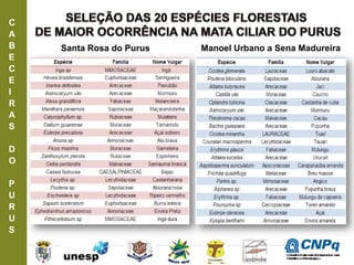 C
A
B
E
C
E
I
R
A
S
D
O
P
U
R
U
S
Santa Rosa do Purus Manoel Urbano a Sena Madureira
ConselhoNacionaldeDesenvolvimento
CientíficoeTecnológico
 