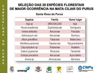 C
A
B
E
C
E
I
R
A
S
D
O
P
U
R
U
S
Santa Rosa do Purus
ConselhoNacionaldeDesenvolvimento
CientíficoeTecnológico
 
