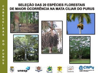 C
A
B
E
C
E
I
R
A
S
D
O
P
U
R
U
S
ConselhoNacionaldeDesenvolvimento
CientíficoeTecnológico
 