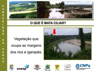 C
A
B
E
C
E
I
R
A
S
D
O
P
U
R
U
S
Vegetação que
ocupa as margens
dos rios e igarapés.
ConselhoNacionaldeDesenvolvimento
CientíficoeTecnológico
 