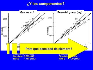 ¿Y los componentes?
Observado 3.158±653
Simulado 3.389±645
RMSE 1.188 (18%)
granos/m2
0
1500
3000
4500
0 1500 3000 4500
Observado
Simulado
Granos.m-2
Observado 206±63
Simulado 208±54
RMSE 29 (14%)
Peso por grano (mg)
0
100
200
300
0 100 200 300
Observado
Simulado
Peso del grano (mg)
Para qué densidad de siembra?
 
