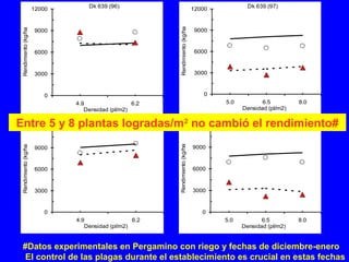Dk 639 (97)
0
3000
6000
9000
12000
5.0 6.5 8.0
Densidad (pl/m2)
Rendimiento(kg/ha)
Dk 639 (96)
0
3000
6000
9000
12000
4.9 6.2
Densidad (pl/m2)
Rendimiento(kg/ha)
Dk 765 (97)
0
3000
6000
9000
12000
5.0 6.5 8.0
Densidad (pl/m2)
Rendimiento(kg/ha)
Dk 752 (96)
0
3000
6000
9000
12000
4.9 6.2
Densidad (pl/m2)
Rendimiento(kg/ha)
Entre 5 y 8 plantas logradas/m2
no cambió el rendimiento#
#Datos experimentales en Pergamino con riego y fechas de diciembre-enero
El control de las plagas durante el establecimiento es crucial en estas fechas
 