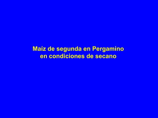 Maíz de segunda en Pergamino
en condiciones de secano
 