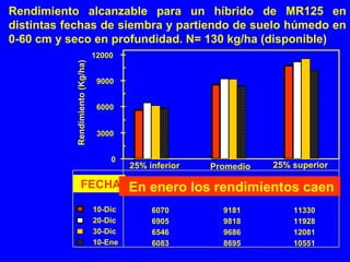 0
3000
6000
9000
12000
Rendimiento(Kg/ha)
10-Dic 6070 9181 11330
20-Dic 6905 9818 11928
30-Dic 6546 9686 12081
10-Ene 6083 8695 10551
FECHA
Promedio25% inferior 25% superior
En enero los rendimientos caen
Rendimiento alcanzable para un híbrido de MR125 en
distintas fechas de siembra y partiendo de suelo húmedo en
0-60 cm y seco en profundidad. N= 130 kg/ha (disponible)
 
