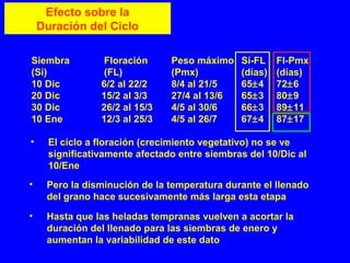 Siembra Floración Peso máximo Si-FL Fl-Pmx
(Si) (FL) (Pmx) (días) (días)
10 Dic 6/2 al 22/2 8/4 al 21/5 65±4 72±6
20 Dic 15/2 al 3/3 27/4 al 13/6 65±3 80±9
30 Dic 26/2 al 15/3 4/5 al 30/6 66±3 89±11
10 Ene 12/3 al 25/3 4/5 al 26/7 67±4 87±17
Efecto sobre la
Duración del Ciclo
• El ciclo a floración (crecimiento vegetativo) no se ve
significativamente afectado entre siembras del 10/Dic al
10/Ene
• Pero la disminución de la temperatura durante el llenado
del grano hace sucesivamente más larga esta etapa
• Hasta que las heladas tempranas vuelven a acortar la
duración del llenado para las siembras de enero y
aumentan la variabilidad de este dato
 