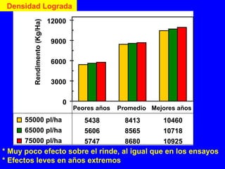 0
3000
6000
9000
12000
Rendimento(Kg/Ha)
55000 pl/ha 5438 8413 10460
65000 pl/ha 5606 8565 10718
75000 pl/ha 5747 8680 10925
Peores años Promedio Mejores años
Densidad Lograda
* Muy poco efecto sobre el rinde, al igual que en los ensayos
* Efectos leves en años extremos
 