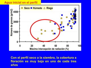 0
1500
3000
4500
0 20 40 60 80 100
Máxima intercepción de radiación (%)
Númerodegranos(gr/m2)
Seco Húmedo Riego
Con el perfil seco a la siembra, la cobertura a
floración es muy baja en uno de cada tres
años
Agua inicial en el perfil
 