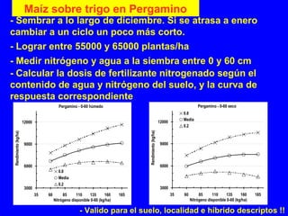 Maíz sobre trigo en Pergamino
- Sembrar a lo largo de diciembre. Si se atrasa a enero
cambiar a un ciclo un poco más corto.
- Lograr entre 55000 y 65000 plantas/ha
- Medir nitrógeno y agua a la siembra entre 0 y 60 cm
- Calcular la dosis de fertilizante nitrogenado según el
contenido de agua y nitrógeno del suelo, y la curva de
respuesta correspondiente
Pergamino - 0-60 húmedo
3000
6000
9000
12000
35 60 85 110 135 160 185
Nitrógeno disponible 0-60 (kg/ha)
Rendimiento(kg/ha)
0.8
Media
0.2
Pergamino - 0-60 seco
3000
6000
9000
12000
35 60 85 110 135 160 185
Nitrógeno disponible 0-60 (kg/ha)
Rendimiento(kg/ha)
0.8
Media
0.2
- Valido para el suelo, localidad e híbrido descriptos !!
 