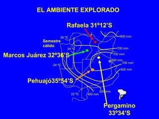 Pergamino
33º34’S
Semestre
cálido
800 mm
700 mm
700 mm
700 mm
600 mm
500 mm
400 mm
26 ºC
24 ºC
24 ºC
22 ºC
800 mm
Rafaela 31º12’S
Pehuajó35º54’S
Marcos Juárez 32º36’S
EL AMBIENTE EXPLORADO
 