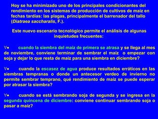 Hoy se ha minimizado uno de los principales condicionantes del
rendimiento en los sistemas de producción de cultivos de maíz en
fechas tardías: las plagas, principalmente el barrenador del tallo
(Diatraea saccharalis, F.).
Este nuevo escenario tecnológico permite el análisis de algunas
inquietudes frecuentes:
∀•        cuando la siembra del maíz de primera se atrasa y se llega al mes
de noviembre, conviene terminar de sembrar el maíz o empezar con
soja y dejar lo que resta de maíz para una siembra en diciembre?
∀•        cuando la escasez de agua produce resultados erráticos en las
siembras tempranas o donde un antecesor verdeo de invierno no
permite sembrar temprano, qué rendimiento de maíz se puede esperar
por atrasar la siembra?
∀•        cuando se está sembrando soja de segunda y se ingresa en la
segunda quincena de diciembre: conviene continuar sembrando soja o
pasar a maíz?
 