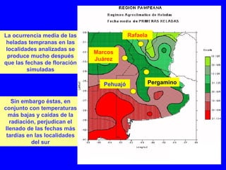 La ocurrencia media de las
heladas tempranas en las
localidades analizadas se
produce mucho después
que las fechas de floración
simuladas
Sin embargo éstas, en
conjunto con temperaturas
más bajas y caídas de la
radiación, perjudican el
llenado de las fechas más
tardías en las localidades
del sur
Rafaela
PergaminoPehuajó
Marcos
Juárez
 