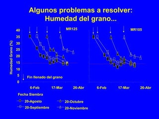 20-Agosto
Fin llenado del grano
Fecha Siembra
HumedadGrano(%)
MR125
20-Septiembre
20-Octubre
20-Noviembre
0
5
10
15
20
25
30
35
40
6-Feb 17-Mar 26-Abr 6-Feb 17-Mar 26-Abr
MR105
Algunos problemas a resolver:
Humedad del grano...
 