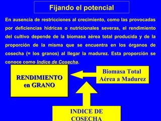 En ausencia de restricciones al crecimiento, como las provocadas
por deficiencias hídricas o nutricionales severas, el rendimiento
del cultivo depende de la biomasa aérea total producida y de la
proporción de la misma que se encuentra en los órganos de
cosecha (= los granos) al llegar la madurez. Esta proporción se
conoce como Indice de Cosecha.
RENDIMIENTORENDIMIENTO
en GRANOen GRANO
Biomasa Total 
Aérea a Madurez
INDICE DE 
COSECHA
Fijando el potencial
 