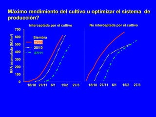 18/10 27/11 6/1 15/2 27/3
No interceptada por el cultivo
RFAacumulada(MJ/m2
)
0
100
200
300
18/10 27/11 6/1 15/2 27/3
400
500
600
700
Interceptada por el cultivo
Siembra
23/09
25/10
27/11
Máximo rendimiento del cultivo u optimizar el sistema de
producción?
 