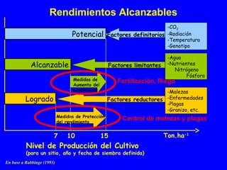 Medidas de Protección
del rendimiento
Medidas de
Aumento del
rendimiento
Factores reductores
-Malezas
-Enfermedades
-Plagas
-Granizo, etc.
Factores limitantes
-Agua
-Nutrientes
Nitrógeno
Fósforo
Factores definitorios
-CO2
-Radiación
-Temperatura
-Genotipo
Potencial
Alcanzable
Logrado
7 10 15
Nivel de Producción del Cultivo
(para un sitio, año y fecha de siembra definida)
Ton.ha-1
Control de malezas y plagas
En base a Rabbinge (1993)
Rendimientos Alcanzables
Fertilización, Riego
 