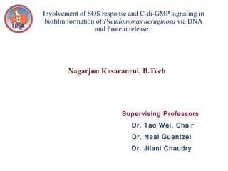 Involvement of SOS response and C-di-GMP signaling in biofilm formation of  Pseudomonas aeruginosa  via DNA and Protein release.  Supervising Professors Dr. Tao Wei, Chair Dr. Neal Guentzel Dr. Jilani Chaudry Nagarjun Kasaraneni, B.Tech 