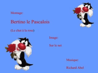 Montage: Bertino le Pascalois (Le chat à la rose ) Image: Sur le net Musique: Richard Abel 