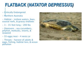 FLATBACK (NATATOR DEPRESSUS)
• Critically Endangered
• Northern Australia
• Habitat – inshore waters, bays,
coastal reefs, & grassy shallows
• 3 - 3½ feet long / 200 lbs
• Omnivore – sea cucumbers,
jellyfish, mollusks, inverts, &
seaweed
• 55 eggs/nest – 4 nests/yr
• Threats – harvest of adults &
eggs, fishing, habitat loss, & ocean
pollution
 