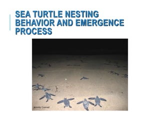 SEA TURTLE NESTING
BEHAVIOR AND EMERGENCE
PROCESS
Jeremy Conrad
 