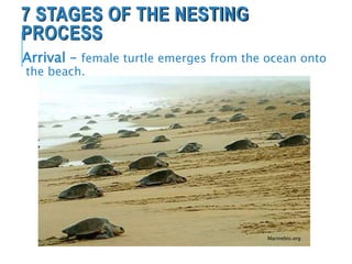 7 STAGES OF THE NESTING
PROCESS
Arrival – female turtle emerges from the ocean onto
the beach.
Marinebio.org
 