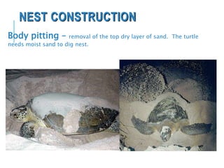 NEST CONSTRUCTION
Body pitting – removal of the top dry layer of sand. The turtle
needs moist sand to dig nest.
 