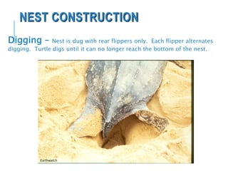 NEST CONSTRUCTION
Digging – Nest is dug with rear flippers only. Each flipper alternates
digging. Turtle digs until it can no longer reach the bottom of the nest.
Earthwatch
 