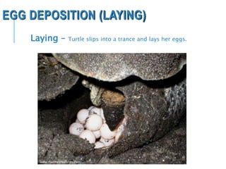 EGG DEPOSITION (LAYING)
www.marinecreatures.com
Laying – Turtle slips into a trance and lays her eggs.
 
