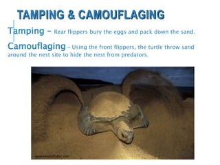 TAMPING & CAMOUFLAGING
www.kevinschafer.com
Tamping – Rear flippers bury the eggs and pack down the sand.
Camouflaging – Using the front flippers, the turtle throw sand
around the nest site to hide the nest from predators.
 
