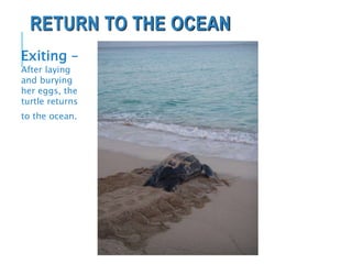 RETURN TO THE OCEAN
Exiting –
After laying
and burying
her eggs, the
turtle returns
to the ocean.
 