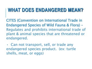 WHAT DOES ENDANGERED MEAN?
CITES (Convention on International Trade in
Endangered Species of Wild Fauna & Flora) –
Regulates and prohibits international trade of
plant & animal species that are threatened or
endangered.
• Can not transport, sell, or trade any
endangered species product. (ex: turtle
shells, meat, or eggs)
 