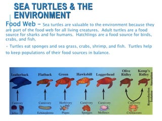 SEA TURTLES & THE
ENVIRONMENT
Food Web – Sea turtles are valuable to the environment because they
are part of the food web for all living creatures. Adult turtles are a food
source for sharks and for humans. Hatchlings are a food source for birds,
crabs, and fish.
• Turtles eat sponges and sea grass, crabs, shrimp, and fish. Turtles help
to keep populations of their food sources in balance.
 