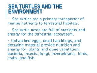 SEA TURTLES AND THE
ENVIRONMENT
• Sea turtles are a primary transporter of
marine nutrients to terrestrial habitats.
• Sea turtle nests are full of nutrients and
energy for the terrestrial ecosystem.
• Unhatched eggs, dead hatchlings, and
decaying material provide nutrition and
energy for: plants and dune vegetation,
bacteria, insects, fungi, invertebrates, birds,
crabs, and fish.
 