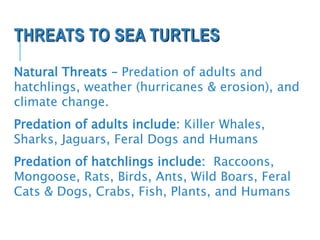 THREATS TO SEA TURTLES
Natural Threats – Predation of adults and
hatchlings, weather (hurricanes & erosion), and
climate change.
Predation of adults include: Killer Whales,
Sharks, Jaguars, Feral Dogs and Humans
Predation of hatchlings include: Raccoons,
Mongoose, Rats, Birds, Ants, Wild Boars, Feral
Cats & Dogs, Crabs, Fish, Plants, and Humans
 
