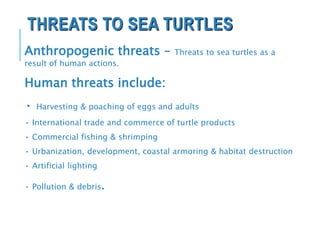 THREATS TO SEA TURTLES
Anthropogenic threats – Threats to sea turtles as a
result of human actions.
Human threats include:
• Harvesting & poaching of eggs and adults
• International trade and commerce of turtle products
• Commercial fishing & shrimping
• Urbanization, development, coastal armoring & habitat destruction
• Artificial lighting
• Pollution & debris.
 