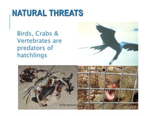 NATURAL THREATS
Jarrad Sherborne Jeremy Conrad
Birds, Crabs &
Vertebrates are
predators of
hatchlings
 