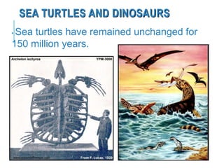 SEA TURTLES AND DINOSAURS
• Sea turtles have remained unchanged for
150 million years.
www.oceansofkansas.com
 