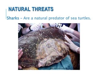 NATURAL THREATS
Sharks – Are a natural predator of sea turtles.
www.seaturtlehospital.org
 
