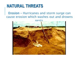 NATURAL THREATS
Erosion – Hurricanes and storm surge can
cause erosion which washes out and drowns
nests.
Earthwatch
 