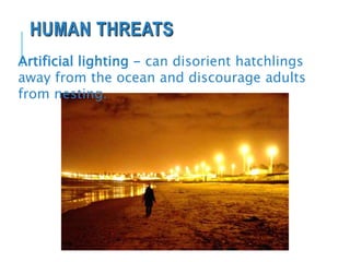 HUMAN THREATS
Artificial lighting - can disorient hatchlings
away from the ocean and discourage adults
from nesting.
 