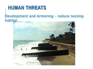 HUMAN THREATS
Development and Armoring – reduce nesting
habitat
research.myfwc.com
 